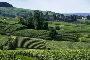 Reims Wine Tours