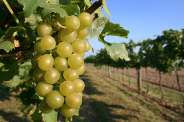 Christchurch Wine Tasting & Winery Tours