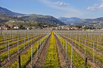 venice trip wine verona valpolicella tasting vineyard visits winery