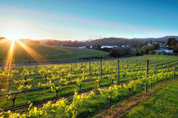 Auckland Wine Tasting & Winery Tours