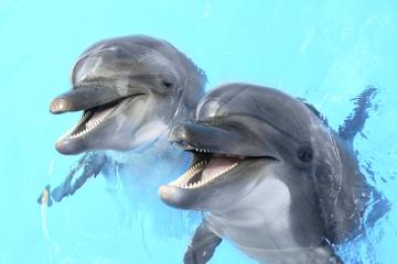 Dolphin Encounter at Dolphin Cove Negril