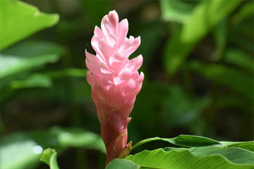 Half-Day Barbados Tour: Harrison's Cave, Hunte's Gardens and Bathsheba
