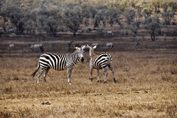 Kenya Walking & Biking Tours