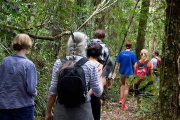 Puketi Rainforest Guided Walks