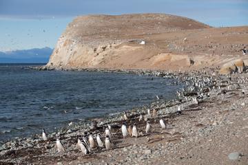Punta Arenas Cruises & Water Tours