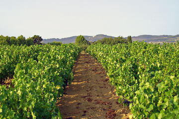 Marseille Wine Tours