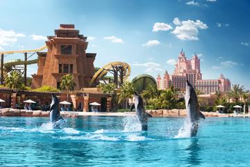 Dubai rencontre dauphin