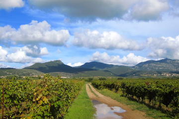 Montpellier Wine Tours