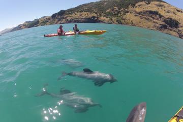 Akaroa Tours, Travel & Activities, South Island, New Zealand