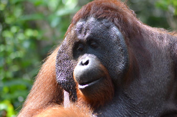 TOP Orang Utan Klotok & Dayak Tour 3 Days 2 Nites