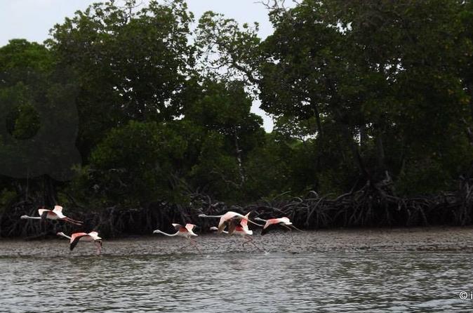 Mida Creek Mangrove Forest Glass-Bottom Boat Safari Through Watamu Marine National Park