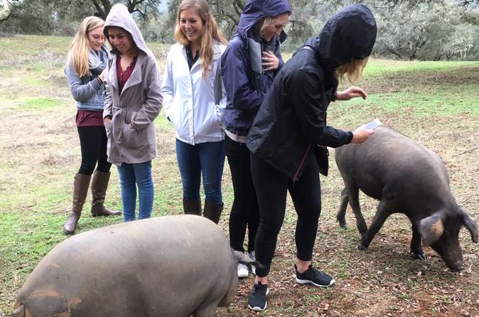 Aracena from Seville: Pig Farm Visit and Village Walk