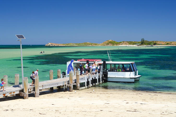 Penguin Island and Caversham Wildlife Park Day Trip From Perth