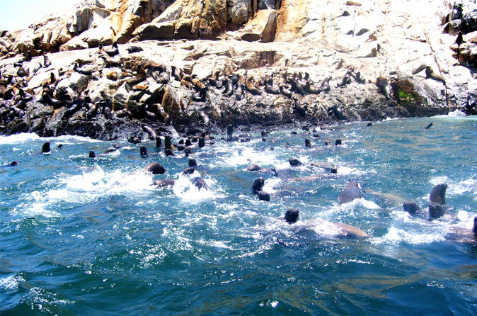 Palomino Islands Cruise and Swimming with Sea Lions Experience from Lima