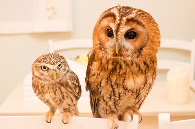 Owl Cafe Experience in Akihabara