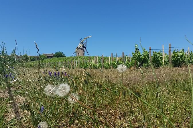 Full-Day Private Beaujolais Wine Tasting Tour from Lyon