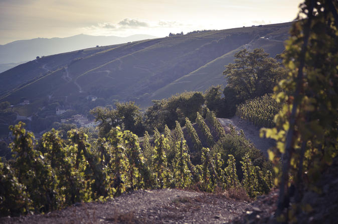 Full-Day Private Rhône Valley Wine Tasting Tour from Lyon