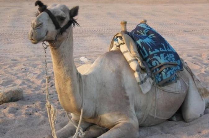 Private Tour: Sinai Jeep Safari, Abu Galum Snorkeling, Camel Ride and Bedouin Lunch