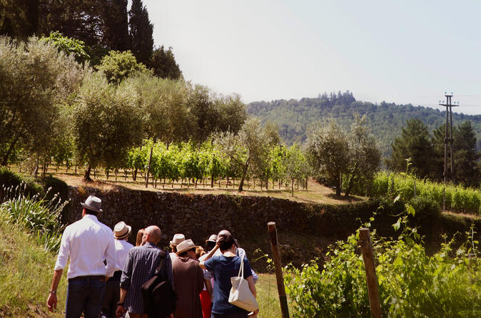 Valpolicella and Amarone wine tasting experience from Verona