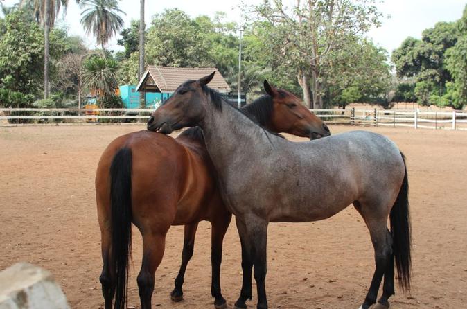An Equestrian Experience - 1 Hour Horseback Riding with Pickup and Dropoff