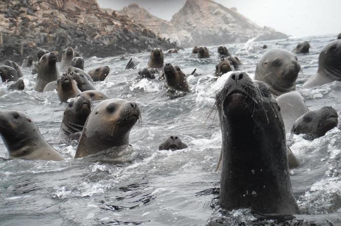Swimming with Wild Sea Lions in Lima