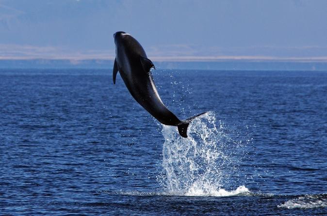 Icelandic Horse Riding and Whale Watching Tour from Reykjavik