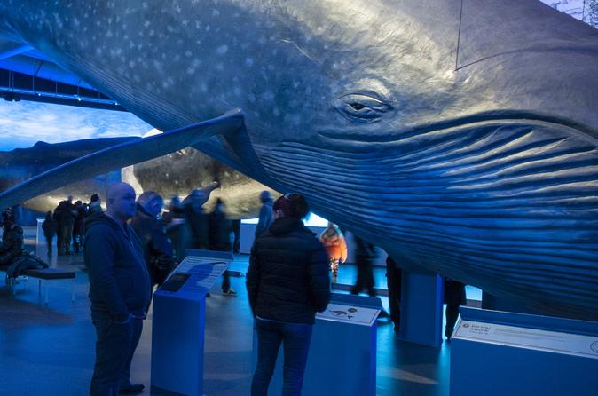Whale Day of Fun: Land & Sea
