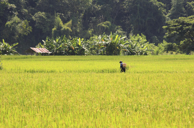 Live Like a Local: Rice Farmer for a Day from Chiang Mai