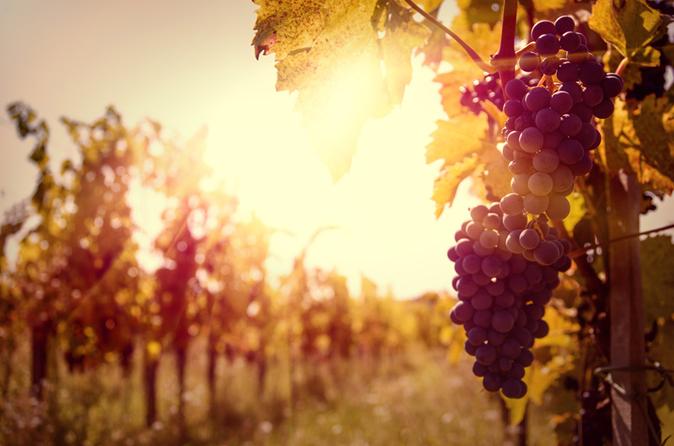 Private Tour: Ribatejo Region with Wine Tasting