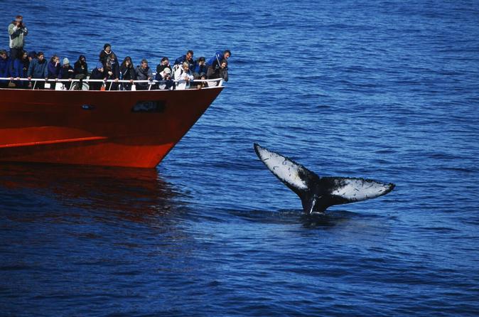 Whale Watching Tour from Reykjavik Old Harbour