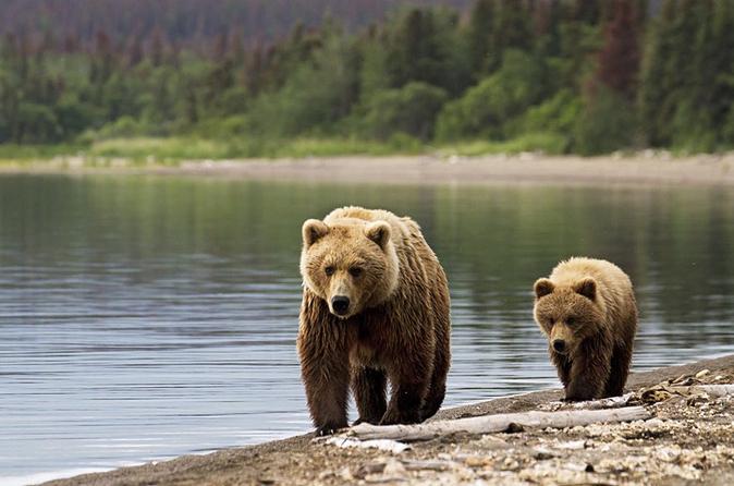 Bear Watching in Transylvania 2-Day Tour