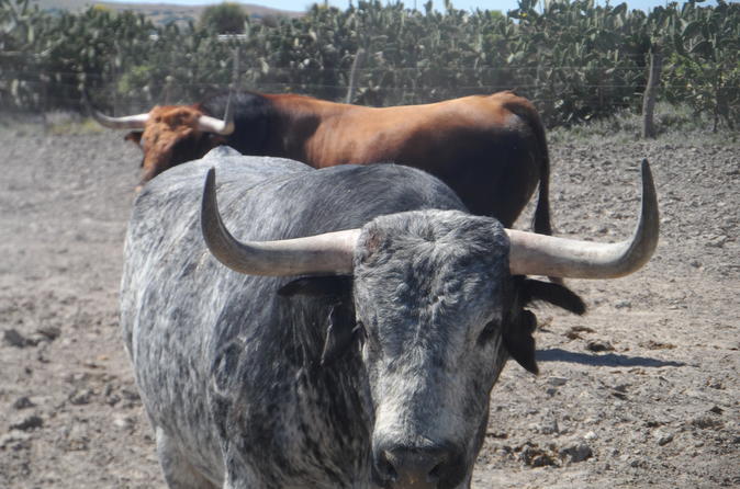 Bull Breeding Farm: Guided Half-Day Tour from Seville