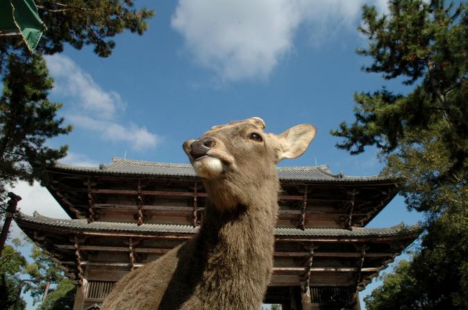 Discover Traditional Nara Walking Tour (Half day)
