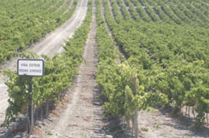 Private Jerez Winery and Jerez Brandy Experience from Seville