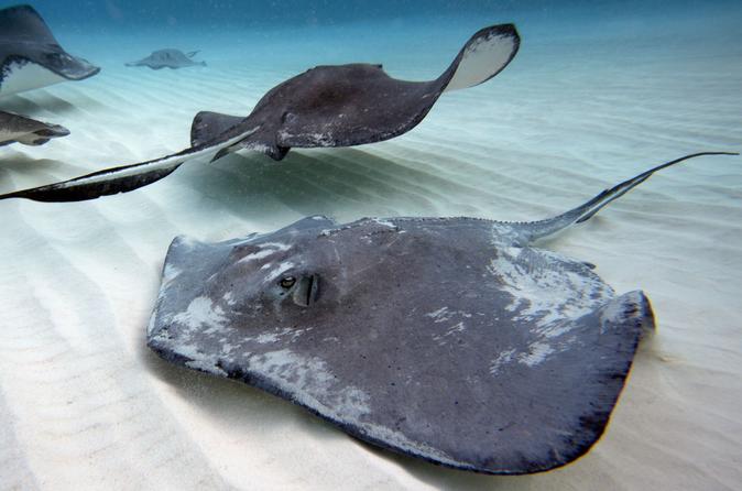 Stingray City Tour in Grand Cayman Island