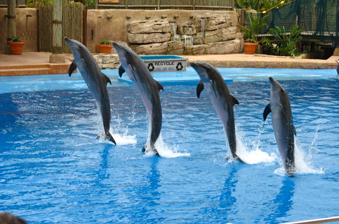 dophin show dophin show