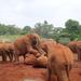 Elephants Orphanage Tour From Nairobi 