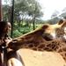 Giraffe Center and Elephant Orphanage Tour from Nairobi
