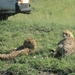 Nairobi National Park  Tour