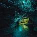 Private Tour: Waitomo Caves Day Trip from Auckland