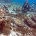 3-Day SSI Open Water Scuba Diving Course in Curacao