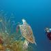 4-Day PADI Open Water Diver Course in Curacao