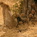 Nairobi National Park, Elephant Orphanage and Giraffe Feeding Guided Day Tour in Nairobi
