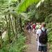 Rainforest Nature Walk to Waterfall Adventure
