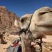 Sightseeing Tour to Petra from Amman
