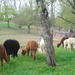 Alpaca Farm Tour at Apple Hill Farm