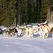 1-Hour Winter Dog Mushing and Sledding in Fairbanks 