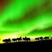 Northern Lights Viewing including Dinner and 1-Hour Dog Sledding 