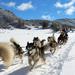 Private Dogsledding Experience 