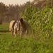 Half-Day Trip to Egyptian Green Farm from Cairo with Breakfast